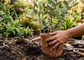 Essa planta encanta jardins e ainda oferece frutos deliciosos com poucos cuidados no cultivo