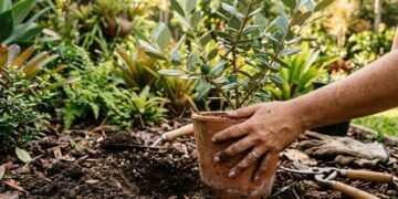 Essa planta encanta jardins e ainda oferece frutos deliciosos com poucos cuidados no cultivo