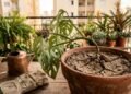 Seu vaso está seco mesmo com regas? O segredo para recuperar a terra que parou de absorver água