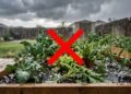 Esta proteção simples para plantas bloqueia o granizo e evita prejuízos caros no jardim em poucos minutos