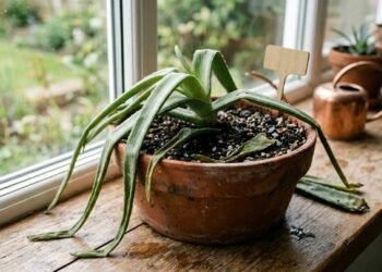 Como recuperar aloe vera com folhas moles e caídas