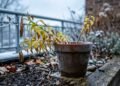 O erro mais comum ao cuidar de lírios no inverno pode comprometer a floração