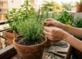 Jardineiros revelam o segredo para manter tomilho bonito e cheio de sabor