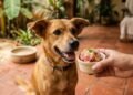Receita de sorvete para cachorro que ajuda a refrescar e manter a saúde