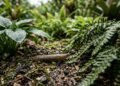 A planta ornamental que além de decorar o jardim pode ajudar no controle das lesmas