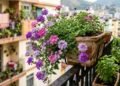 A flor pendente que transforma varandas pequenas em jardins coloridos e fáceis de cuidar