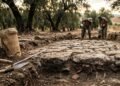 Escondida sob as oliveiras, estrada romana intacta pode reescrever a história da Espanha