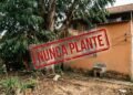 4 árvores que você "não deve plantar em casa": elas não só trazem azar e criam uma energia negativa