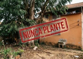 4 árvores que você "não deve plantar em casa": elas não só trazem azar e criam uma energia negativa