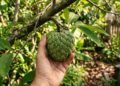 Essa árvore tropical pode encher seu quintal de frutos deliciosos com os cuidados certos