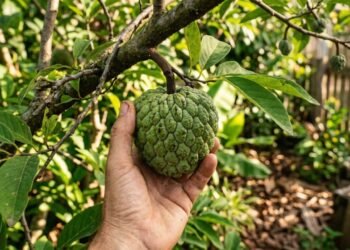 Essa árvore tropical pode encher seu quintal de frutos deliciosos com os cuidados certos