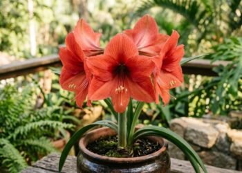 Como fazer a amarílis explodir em flores grandes e muito mais intensas