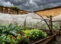 O truque simples que protege suas plantas dos danos causados pelas tempestades de granizo