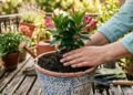 Como cultivar dipladenia no vaso para decorar sua varanda