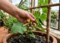 A hortaliça que você pode plantar em casa e colher várias vezes na estação