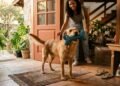 O que significa quando o cachorro recebe o dono com brinquedo