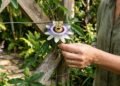 Como cultivar flor de maracujá para ter uma explosão de flores durante meses