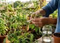 Como criar novos pés de tomate sem sementes usando uma técnica simples