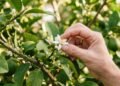 Como fazer o pé de limão produzir flores o ano inteiro