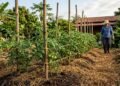 O espaçamento ideal entre tomateiros que aumenta a produção e deixa os frutos mais bonitos na horta
