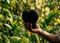 A fruta tropical rica em vitamina C e fibras que pode fortalecer o organismo naturalmente