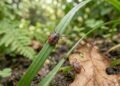 Os 4 tipos de vegetação que podem aumentar a presença de carrapatos no seu quintal