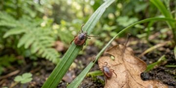 Os 4 tipos de vegetação que podem aumentar a presença de carrapatos no seu quintal