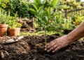 O jeito certo de plantar em casa e evitar que sua árvore cresça fraca e sem frutos