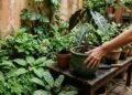 Plantas para sombra e espécies que prosperam em vasos na varanda voltada para o norte