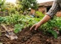 Poucos sabem, mas esse método ajuda a cultivar batatas maiores, saudáveis e sem desperdício