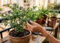 Nem macieira nem limoeiro: a frutífera compacta fácil de cultivar que virou queridinha dos quintais
