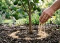 Essa farinha caseira pode transformar seu limoeiro em uma máquina de flores e frutos