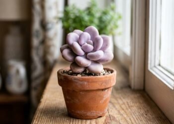 Essa planta rara do México encanta com aparência de pedras lapidadas naturais