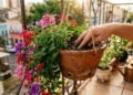 Como cultivar verbena em vasos para florir a varanda o ano inteiro