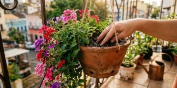 Como cultivar verbena em vasos para florir a varanda o ano inteiro