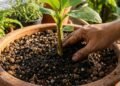 Mesmo em vasos, essa fruta tropical consegue produzir cachos completos