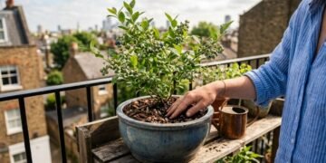Essa pequena fruta está transformando varandas comuns em jardins produtivos e cheios de vida