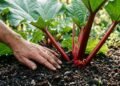 Essa planta produz por anos seguidos e ainda rende sobremesas irresistíveis