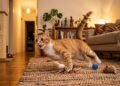 O que pode significar quando seu gato fica correndo pela casa durante a noite