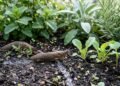 As plantas aromáticas que ajudam afastar lesmas do jardim de forma natural e eficiente