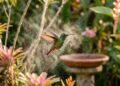 Beija-flores não querem só flores bonitas: uma névoa fina pode transformar seu jardim em refúgio no calor