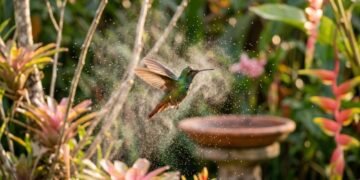 Beija-flores não querem só flores bonitas: uma névoa fina pode transformar seu jardim em refúgio no calor