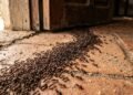 Antes de apelar para produtos fortes, veja métodos naturais que podem cortar o caminho das formigas sem agredir plantas
