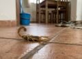 As 7 plantas que afastam escorpiões e ainda decoram a sua casa com muita elegância em 2026