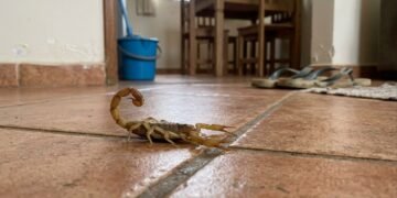 As 7 plantas que afastam escorpiões e ainda decoram a sua casa com muita elegância em 2026