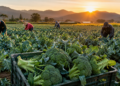 Brócolis ganha status de vegetal essencial no Japão após 52 anos