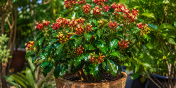 Como plantar cravo-da-índia e colher a especiaria mais valiosa