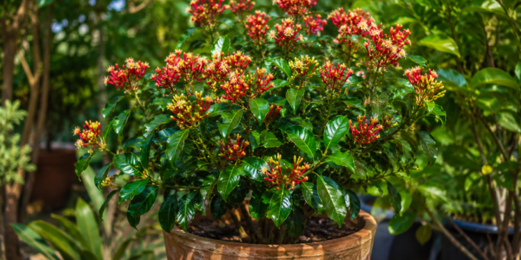 Como plantar cravo-da-índia e colher a especiaria mais valiosa
