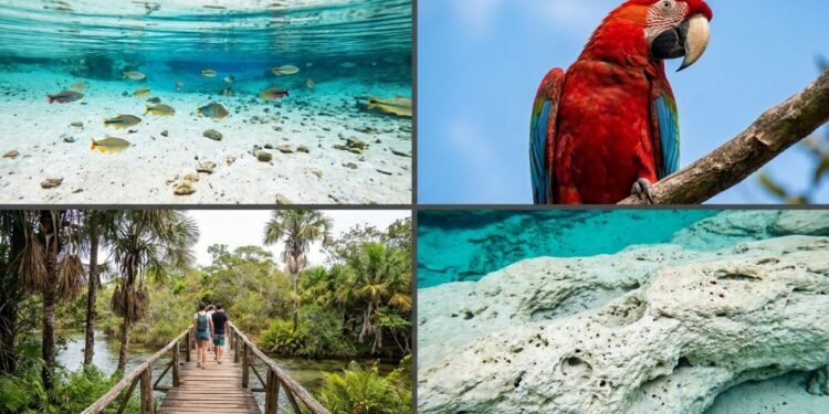 O paraíso brasileiro que esconde rios de águas azuis e shows de araras