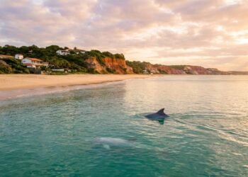 Eleita a 3ª melhor praia da América do Sul: o vilarejo a 85 km da capital onde golfinhos nadam a metros da areia